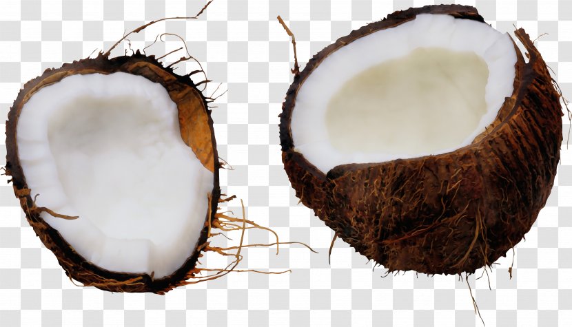 Coconut - Plant - Water Transparent PNG