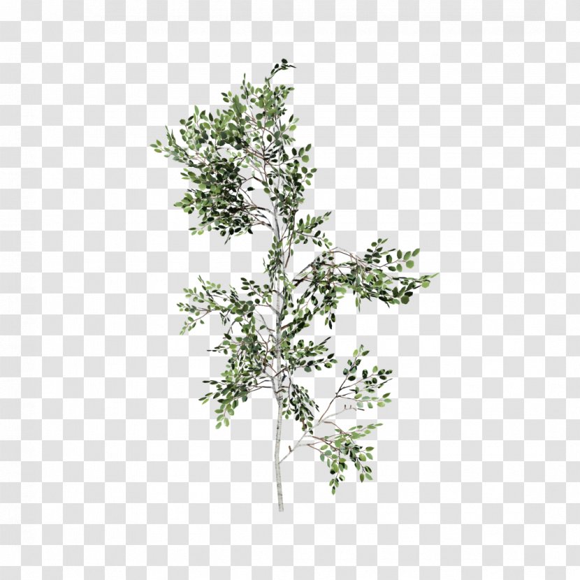 Paper Birch Sweetgum SpeedTree Eastern White Pine - Tree Transparent PNG