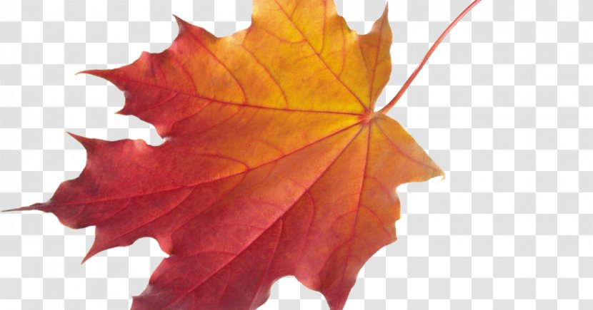 Autumn Leaf Color Clip Art Transparent PNG