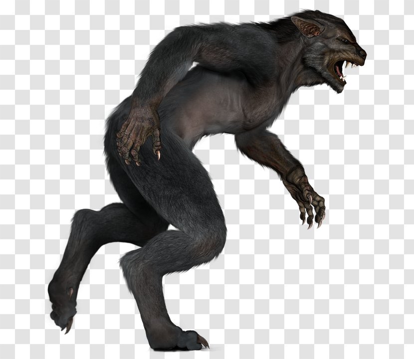 Werewolf Stock.xchng Image Vector Graphics - Paranormal Transparent PNG