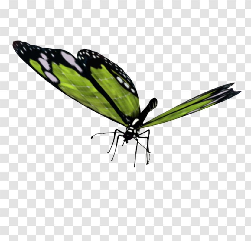 Brush-footed Butterflies Butterfly Insect Moth - Plant Transparent PNG