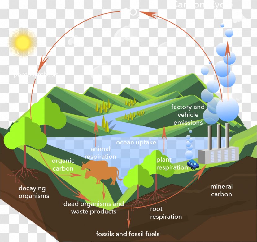 Carbon Cycle Dioxide Process - Natural Environment Transparent PNG