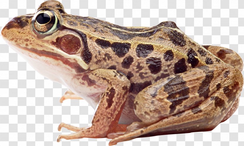 True Frog American Bullfrog Domestic Pig - Edible Transparent PNG