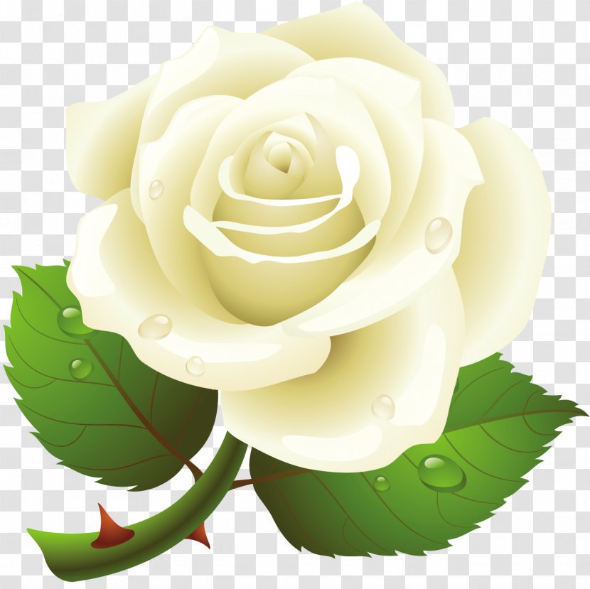 Clip Art Rose Image Desktop Wallpaper - Flowering Plant - Blume Mit Wassertropfen Transparent PNG