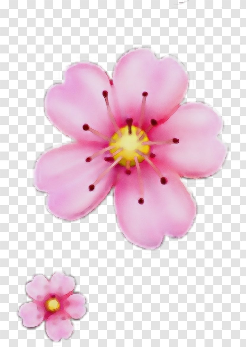 Cherry Blossom - Plant - Rosa Rubiginosa Wildflower Transparent PNG