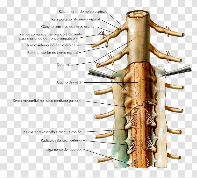 Denticulate Ligaments Nuchal Ligament Supraspinous Spinal Cord - Central Nervous System Transparent PNG