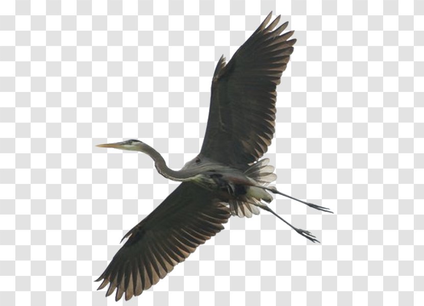 Green Heron Bird Stork Great Blue - Fauna Transparent PNG