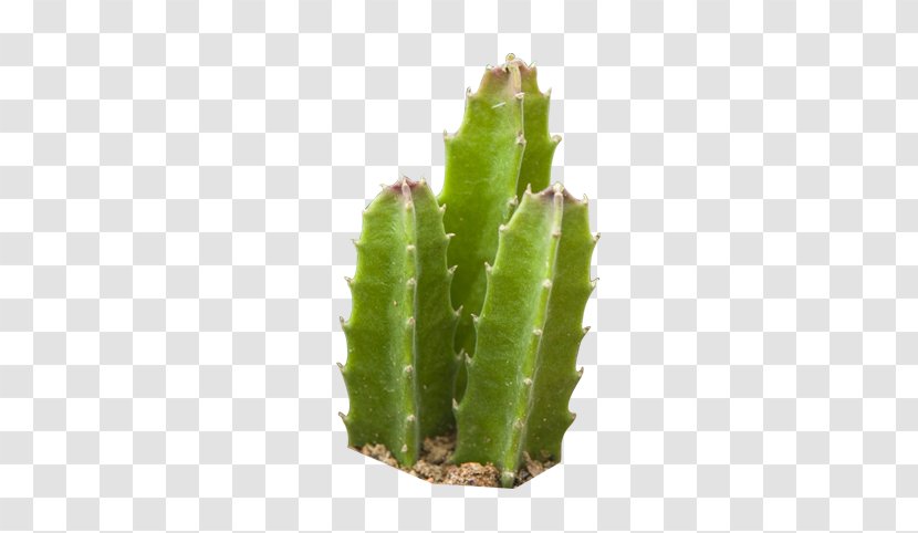 Cactaceae Erg Succulent Plant - Stem - Desert Cactus Transparent PNG