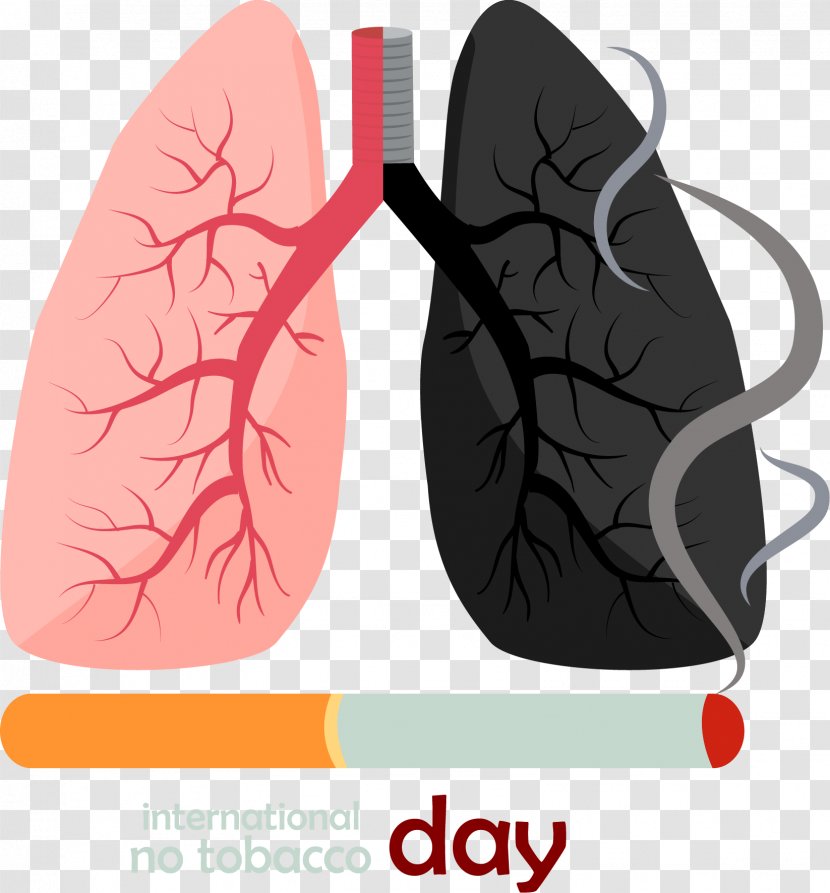 Smoking Lung Euclidean Vector Cigarette - Frame - Is Harmful To Health Transparent PNG