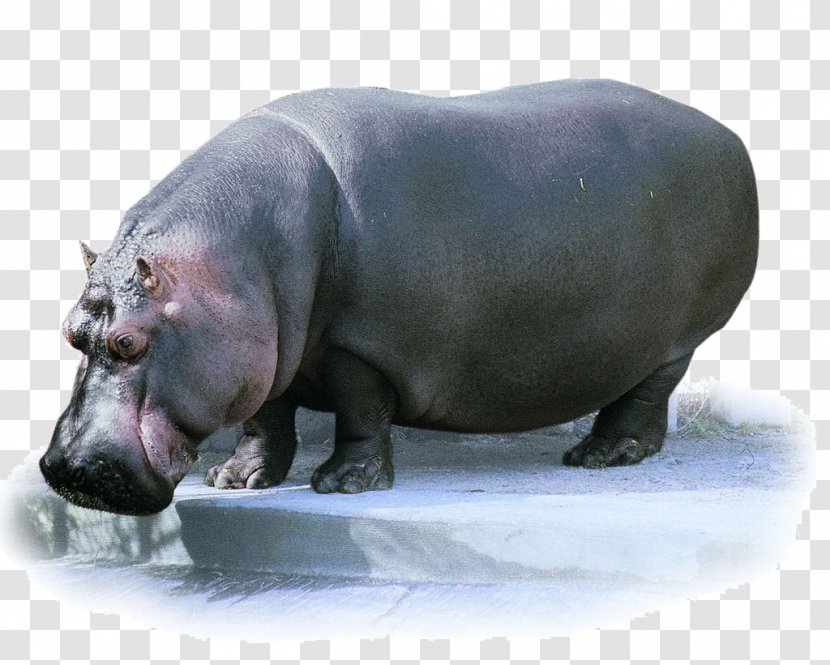 Pygmy Hippopotamus Animal Flash Cards - Elephant - African Hippo Transparent PNG