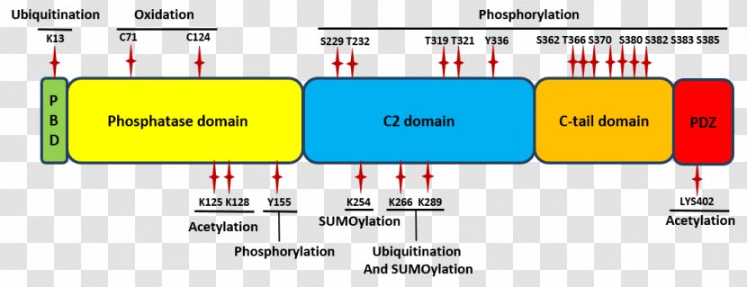 PTEN Post-translational Modification Protein Domain Tensin Regulation - Area - Alzheimer's Disease Transparent PNG