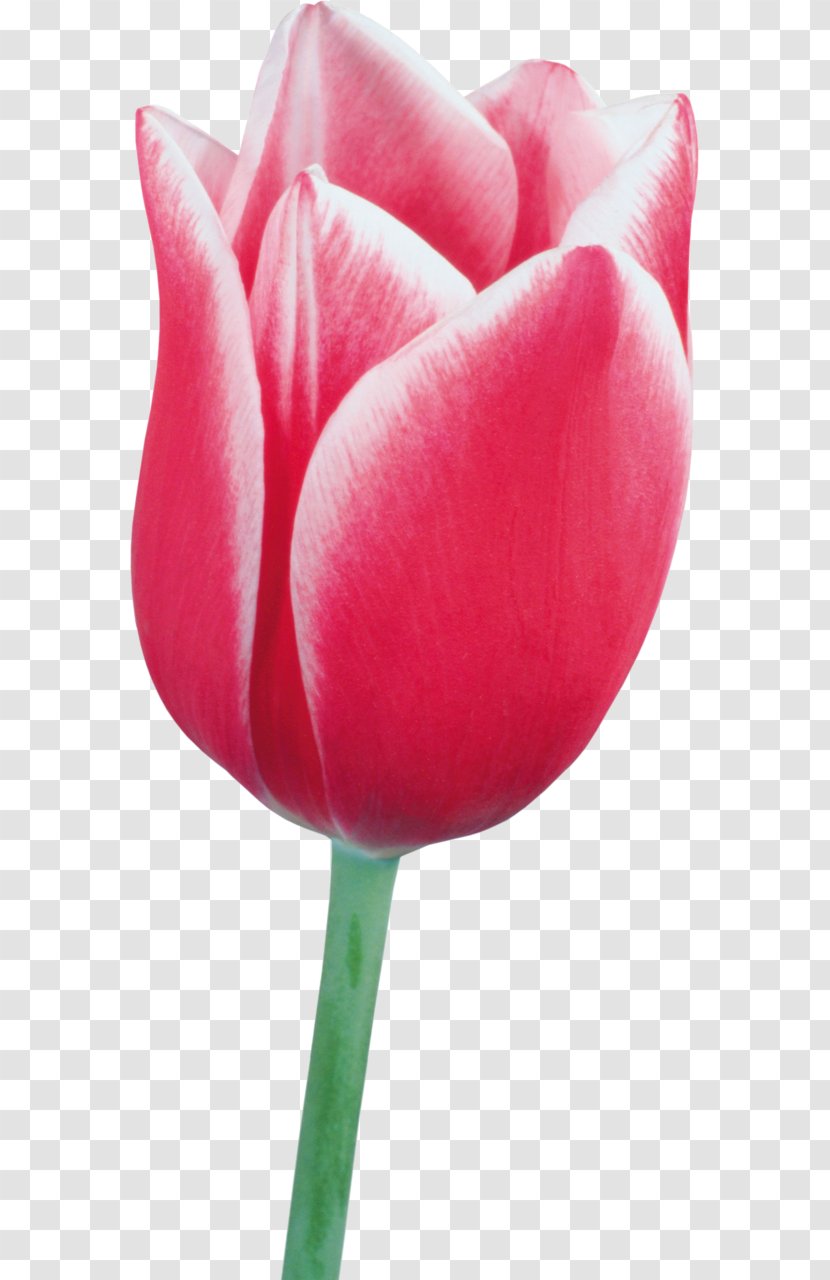 Tulip Flower Clip Art - Red Transparent PNG