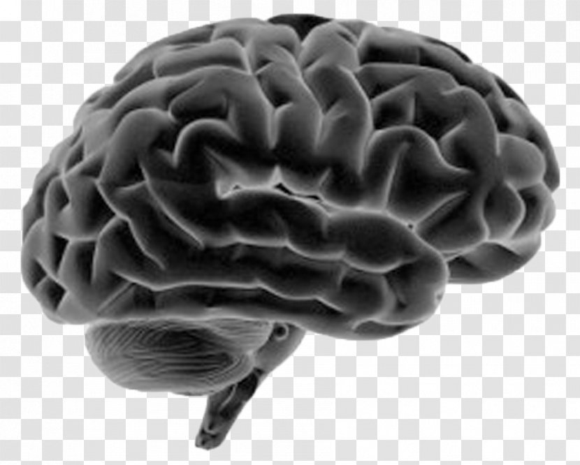 Human Brain Body Nervous System Anatomy - Tree Transparent PNG