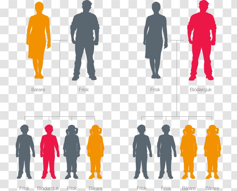 Haemophilia Genetics Mutation YazKampi Graphic Design - Diagram Transparent PNG