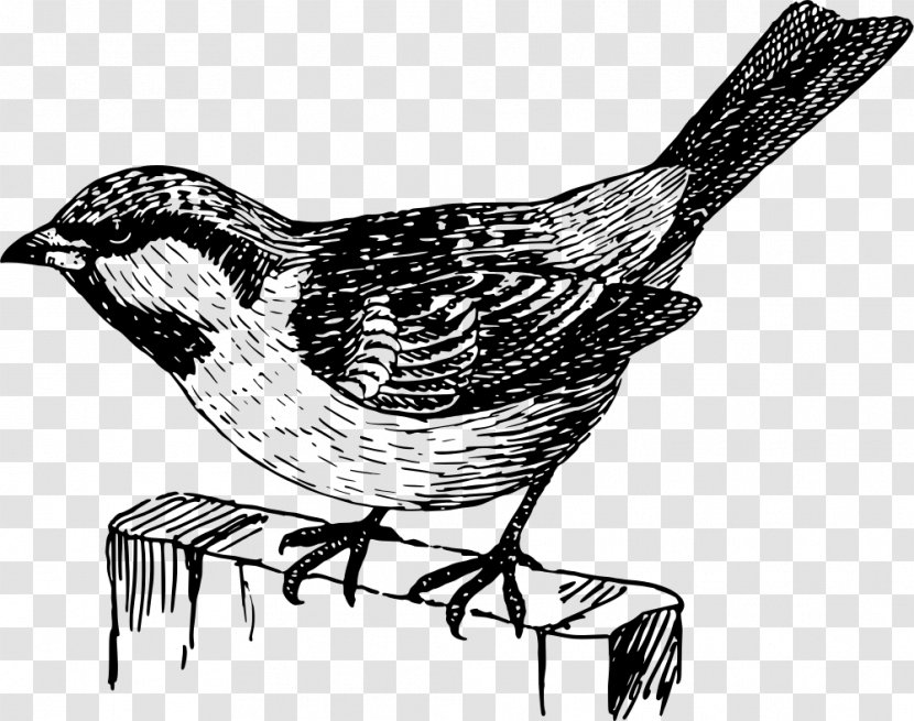 Beak Wren Drawing Galliformes - Monochrome Photography - Design Transparent PNG