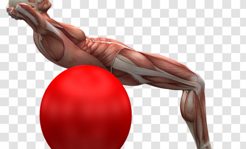 Hand Muscle Human Back Exercise Balls - Flower Transparent PNG