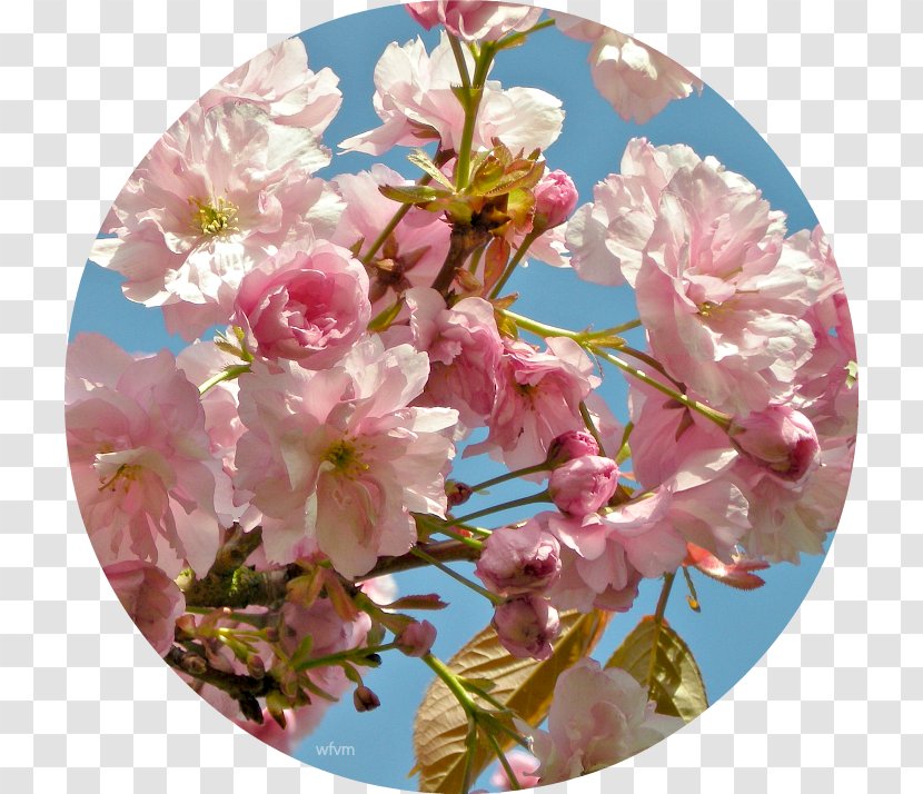 Floral Design Flower Cherry Blossom Prunus - Pink Transparent PNG