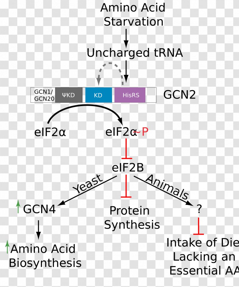 Gcn2 EIF2B Phosphorylation Amino Acid - Function Transparent PNG