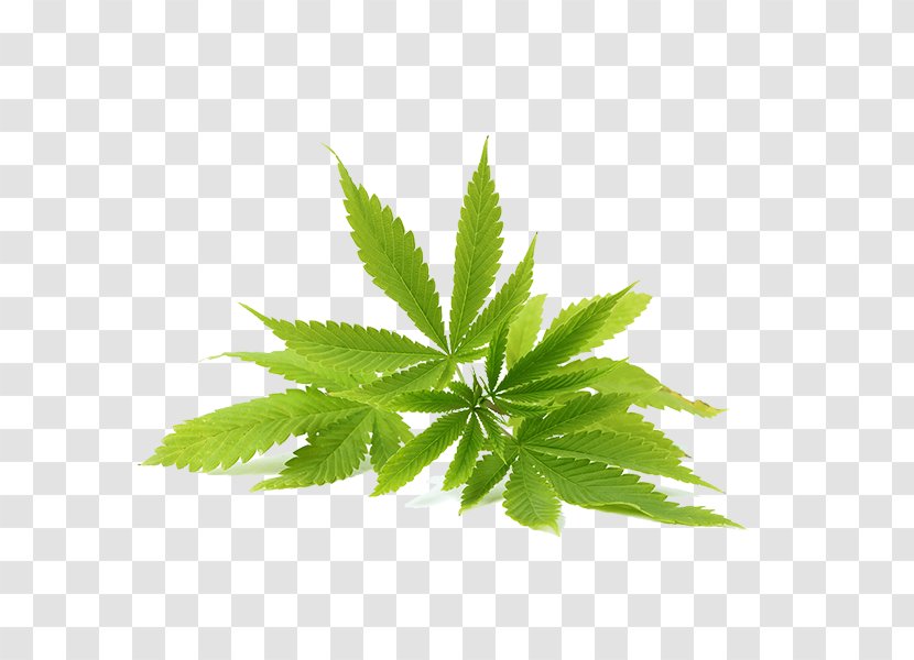 Hemp Oil Cannabidiol Cannabis Sativa - Narghile Transparent PNG