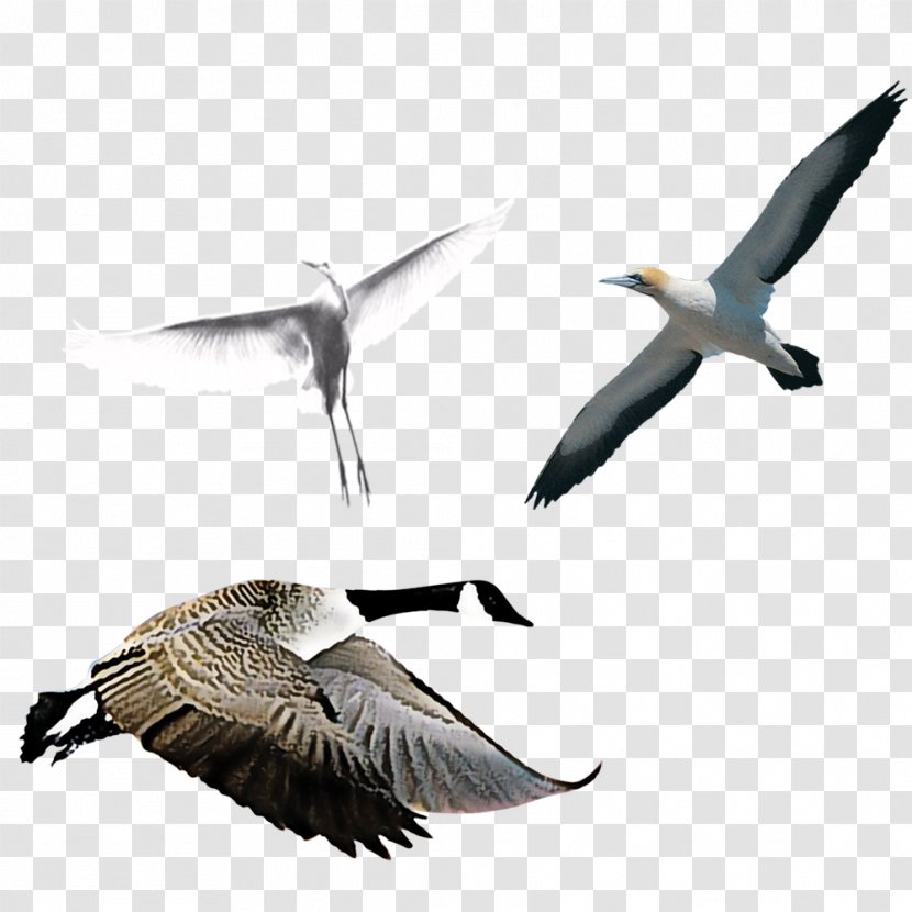 Swan Goose Bird - Ducks Geese And Swans - Flock Of Birds Transparent PNG