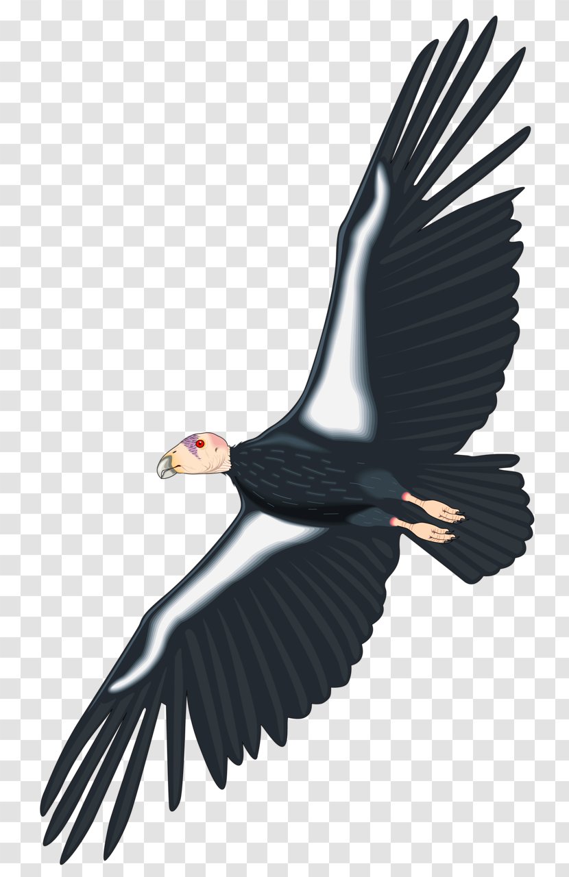 California Condor Royalty-free Clip Art - Feather - Eagle Transparent PNG