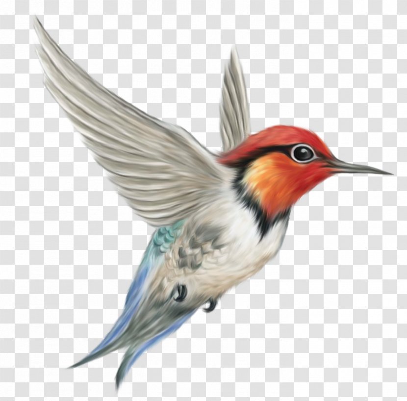 Hummingbird Clip Art - Parrot - Bird Transparent PNG