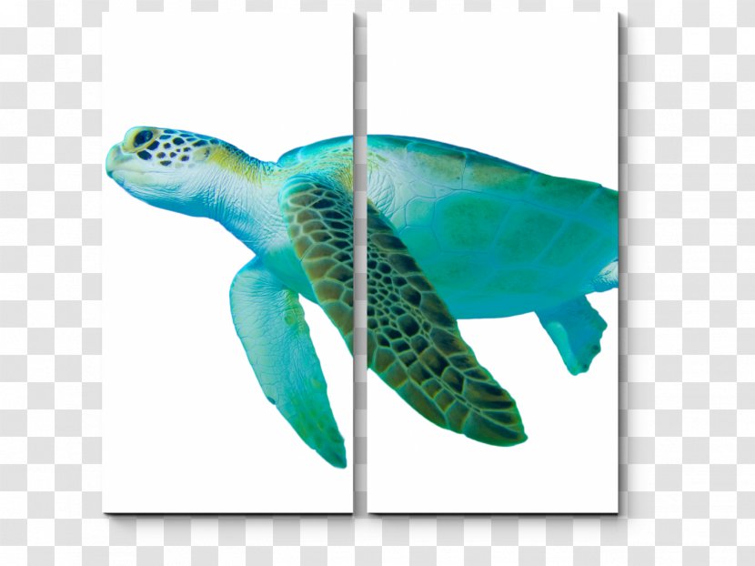 Loggerhead Sea Turtle Green Hawksbill - Royaltyfree Transparent PNG