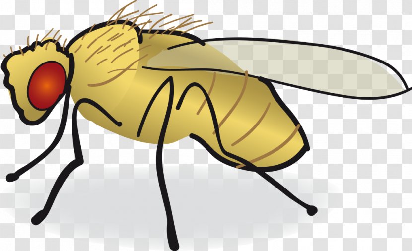 Common Fruit Fly Drawing Clip Art - Pest Transparent PNG