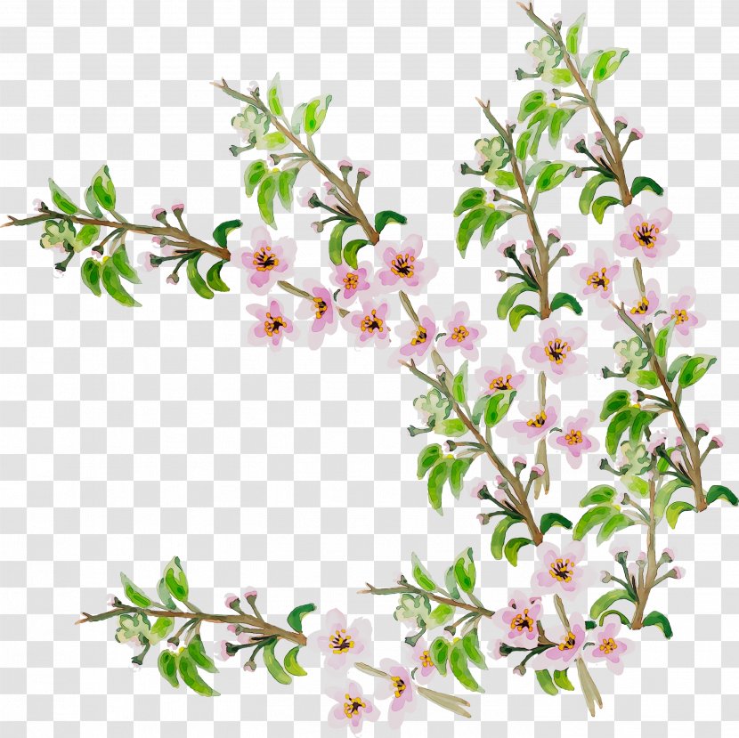 Twig Cherry Blossom Flowering Plant ST.AU.150 MIN.V.UNC.NR AD Cherries Transparent PNG