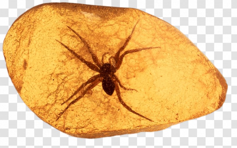 Baltic Amber Fossil Sea Getty Images - Gemstone Transparent PNG