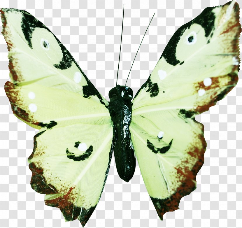 Butterfly Moth Flower - Lycaenid - Hu Transparent PNG