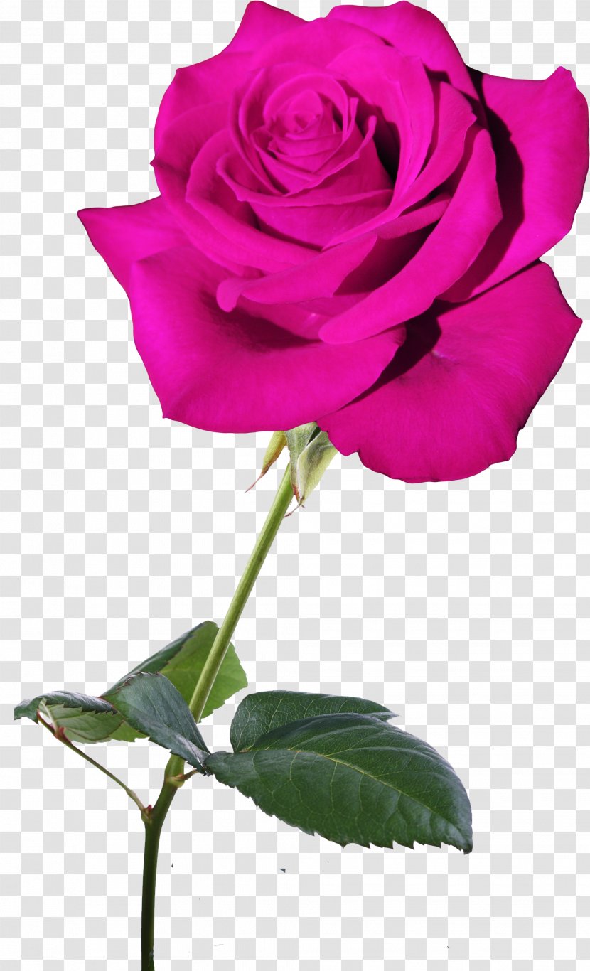 Garden Roses Flower Blue Rose Rosaceae Centifolia - Pink Transparent PNG