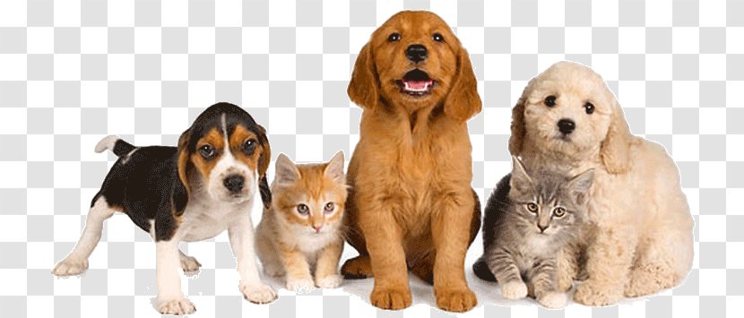 Dog Pet Sitting Pet–friendly Hotels Shop - Spaniel - Icon Transparent PNG