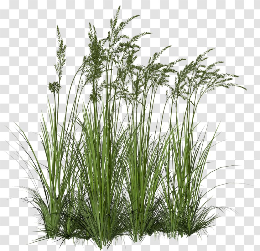 Aquatic Plants Vegetation Mexican Fan Palm Image - Grass Family Transparent PNG