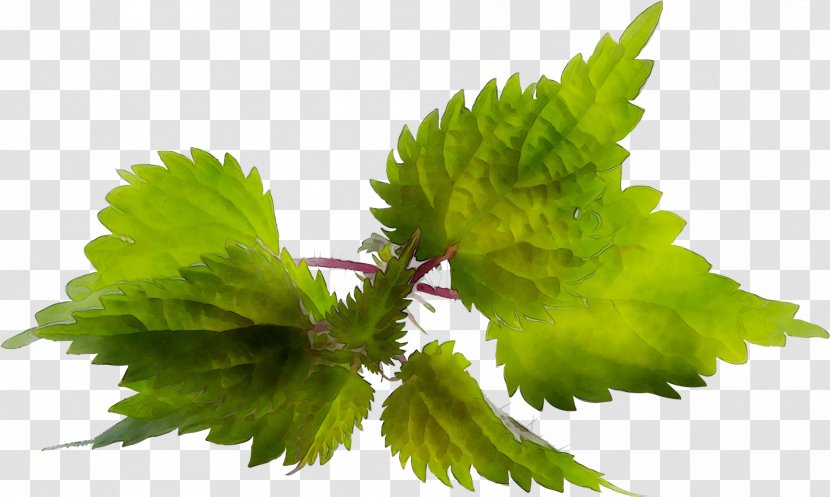 Leaf - Urtica - Plant Transparent PNG
