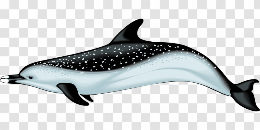 Common Bottlenose Dolphin Porpoise Clip Art - Organism Transparent PNG