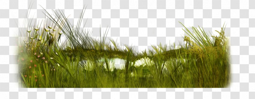 Microchloa Weeping Fig Green Flower Tree - Grass Transparent PNG
