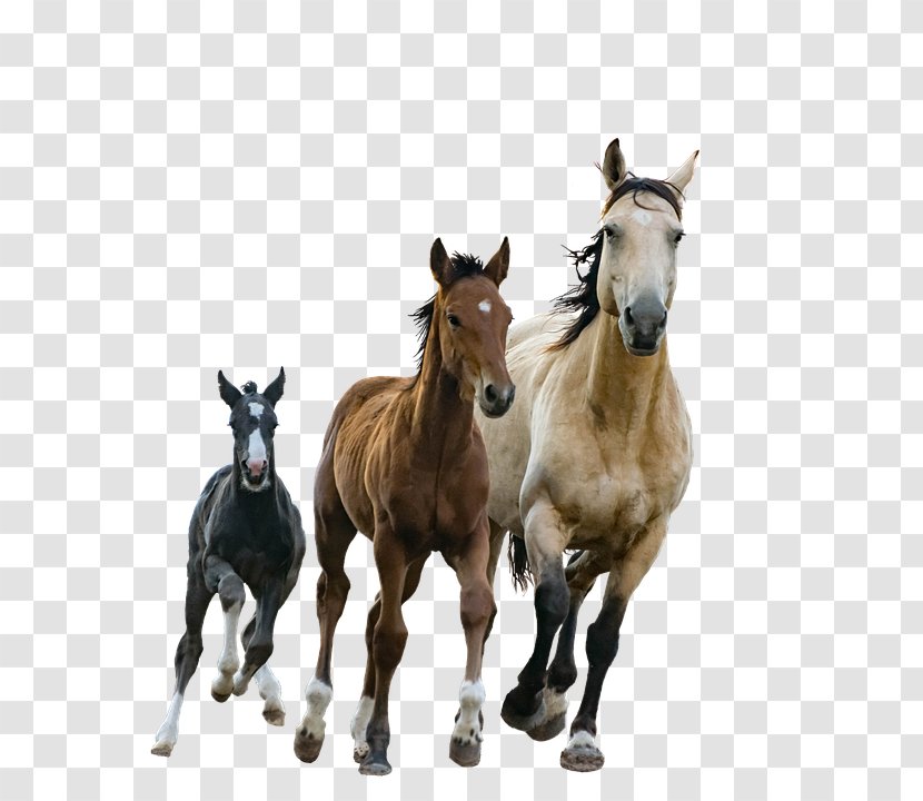 Foal American Paint Horse Arabian Mare Stallion - Breed Transparent PNG