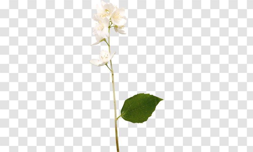 Cut Flowers Drawing - Bud - Flower Transparent PNG
