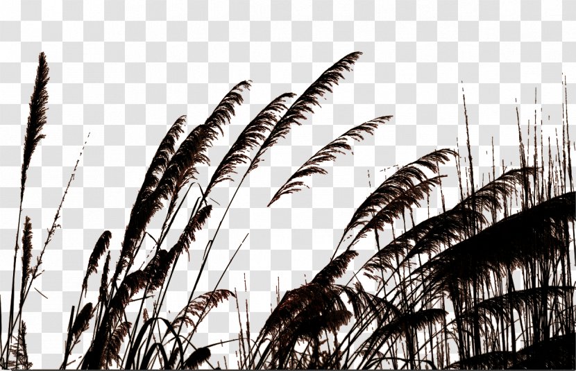 Silhouette Common Reed Photography - Black And White - March Transparent PNG