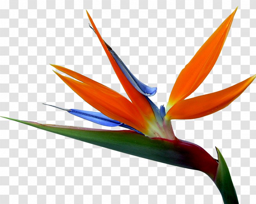 Bird-of-paradise Drawing Strelitzia Reginae Painting - Petal - Hand-painted Flowers And Birds Transparent PNG