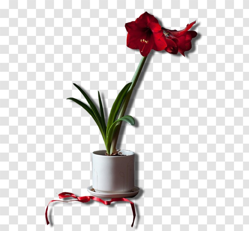 Flower Hippeastrum - Flowering Plant Transparent PNG