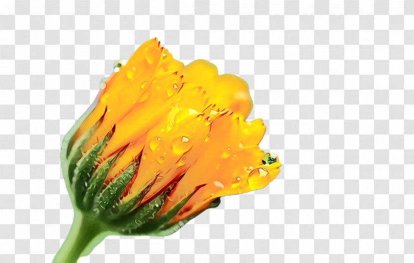 Marigold Flower - Blossom - Tulip Plant Transparent PNG