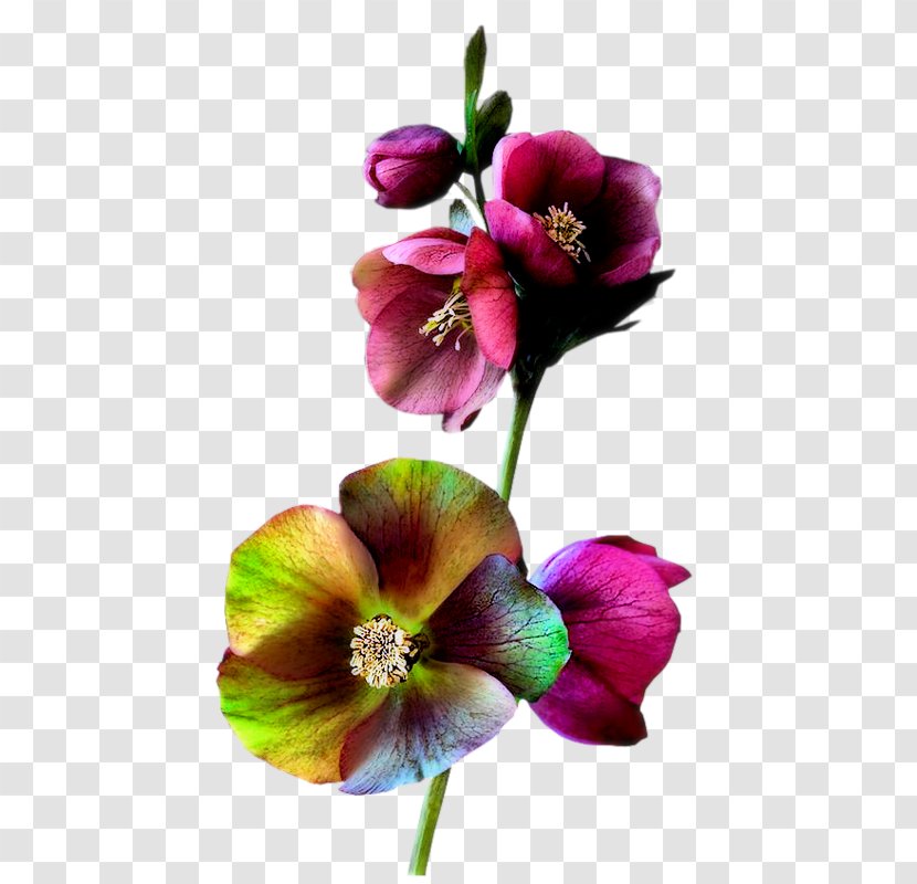 Cut Flowers Plant Stem Petal Clip Art - 2018 - Flower Transparent PNG