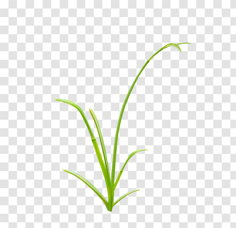 Herbaceous Plant Grass - A Transparent PNG