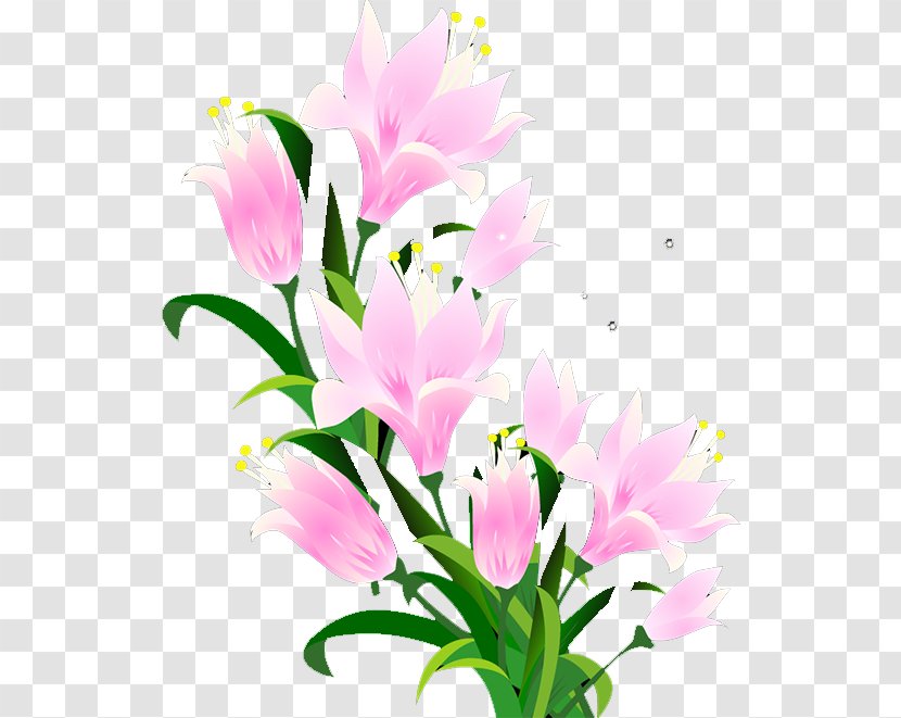 Lilium Clip Art - Frame - Lily Transparent PNG