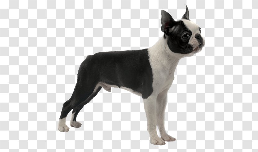Boston Terrier Toy Bulldog Valley Dog Breed English White - Companion - Sainthyacinthe Transparent PNG