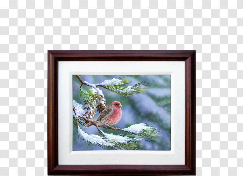Bird Finches Winter Snow Cygnini - Watercolor Paint - House Finch Transparent PNG