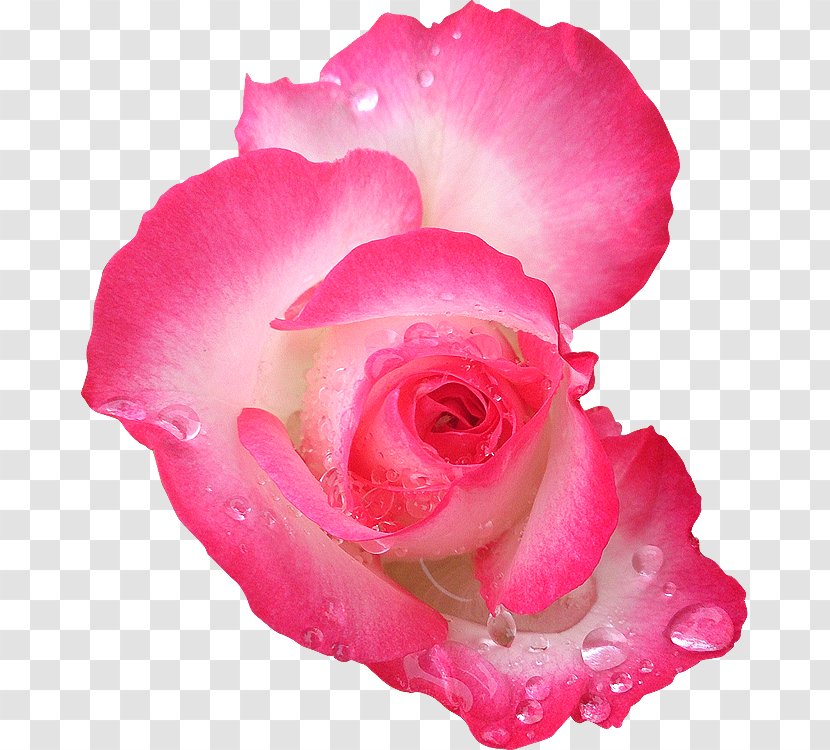 Garden Roses Flower - Pink Transparent PNG