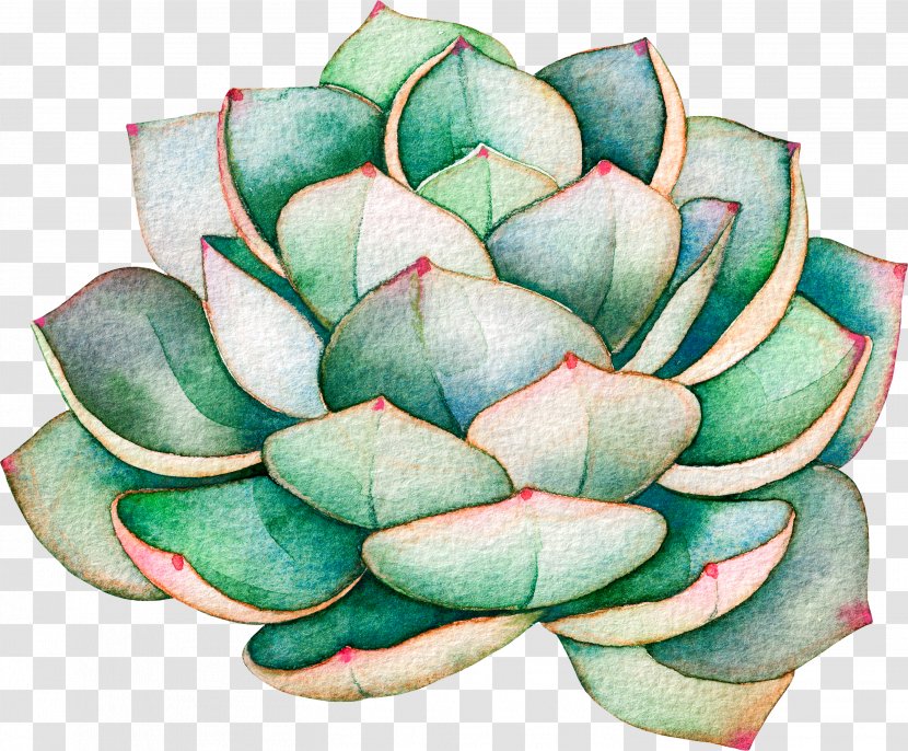 Succulent Plant Illustration Royalty-free Stock Photography Cactus - Leaf - Transparent Stick Transparent PNG